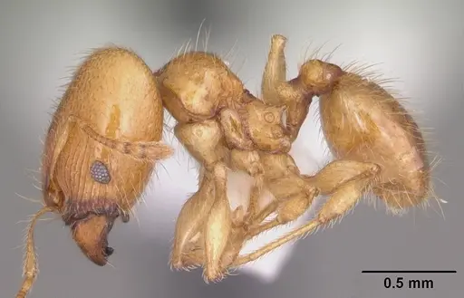Pheidole tysoni specimen CASENT0104426 image casent0104426_3