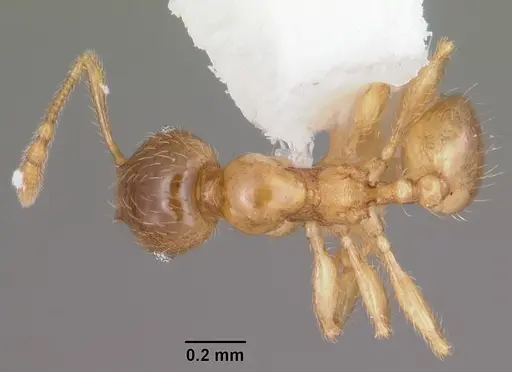 Pheidole tysoni specimen CASENT0104427 image casent0104427_1