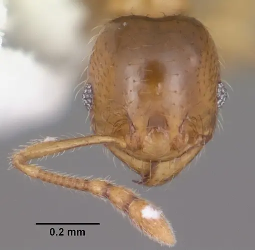 Pheidole tysoni specimen CASENT0104427 image casent0104427_2