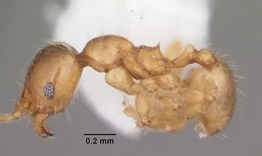 Pheidole tysoni specimen CASENT0104427 image casent0104427_3