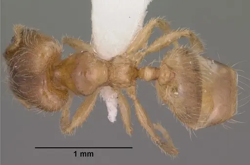 Pheidole tysoni specimen CASENT0104453 image casent0104453_1