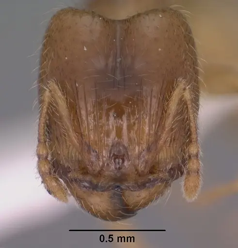 Pheidole tysoni specimen CASENT0104453 image casent0104453_2