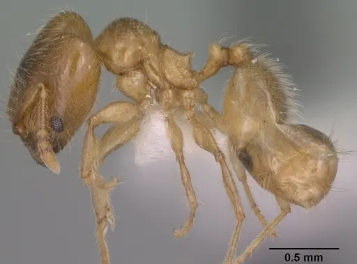 Pheidole tysoni specimen CASENT0104453 image casent0104453_3