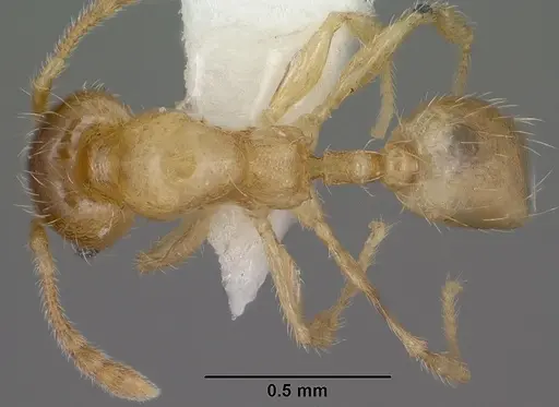 Pheidole tysoni specimen CASENT0104454 image casent0104454_1