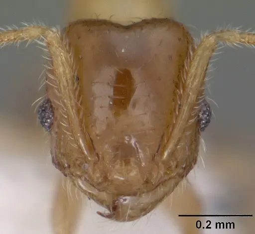 Pheidole tysoni specimen CASENT0104454 image casent0104454_2