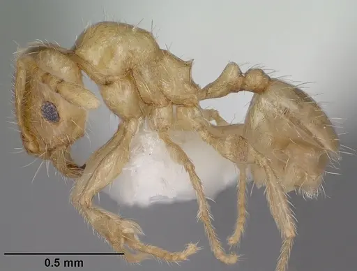 Pheidole tysoni specimen CASENT0104454 image casent0104454_3
