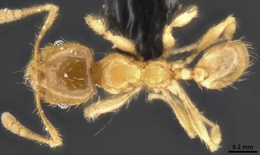 Pheidole tysoni specimen CASENT0282942 image casent0282942_1