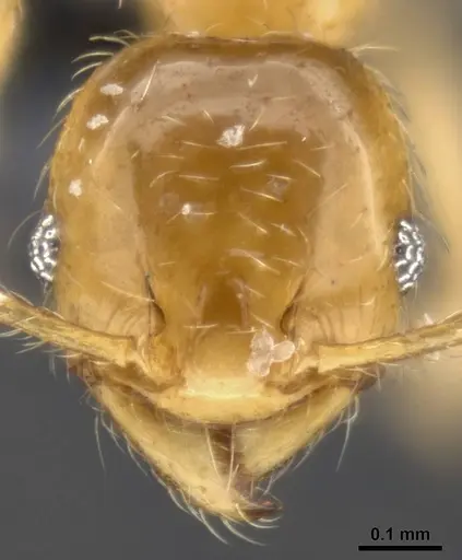 Pheidole tysoni specimen CASENT0282942 image casent0282942_2