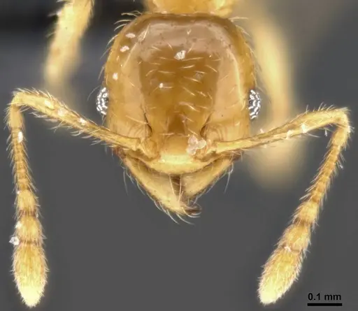 Pheidole tysoni specimen CASENT0282942 image casent0282942_3
