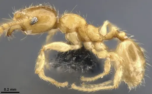 Pheidole tysoni specimen CASENT0282942 image casent0282942_4