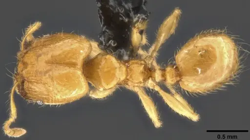 Pheidole tysoni specimen CASENT0282947 image casent0282947_1