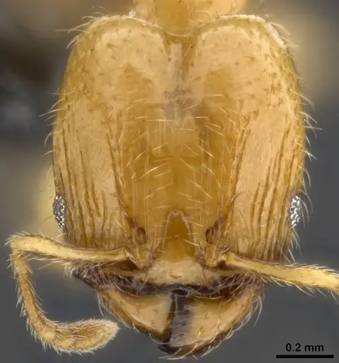 Pheidole tysoni specimen CASENT0282947 image casent0282947_2