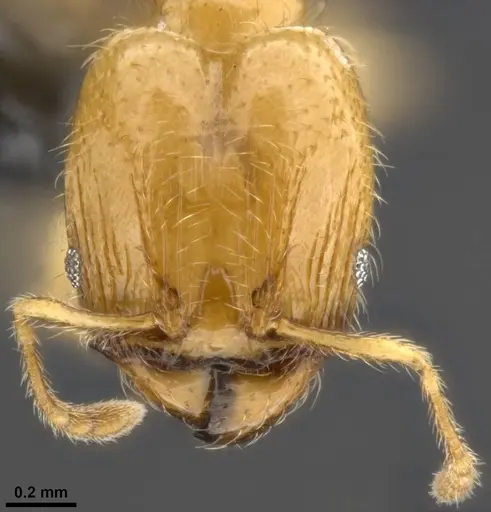 Pheidole tysoni specimen CASENT0282947 image casent0282947_3