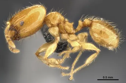 Pheidole tysoni specimen CASENT0282947 image casent0282947_4