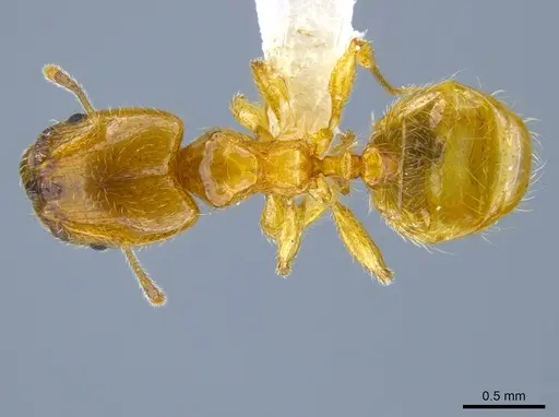 Pheidole tysoni specimen CASENT0619970 image casent0619970_1
