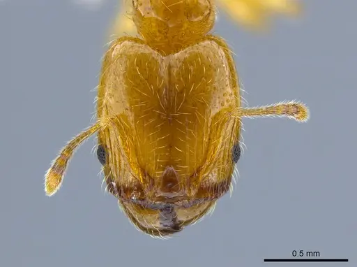 Pheidole tysoni specimen CASENT0619970 image casent0619970_2