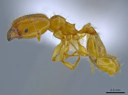 Pheidole tysoni specimen CASENT0619970 image casent0619970_3
