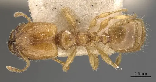 Pheidole tysoni specimen CASENT0908242 image casent0908242_1