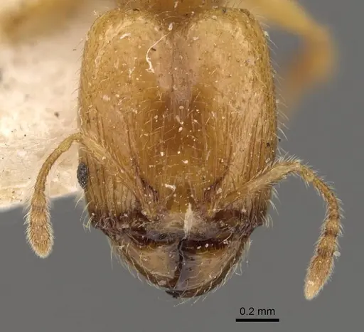 Pheidole tysoni specimen CASENT0908242 image casent0908242_2