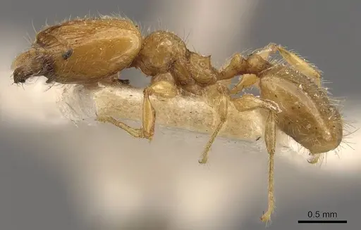 Pheidole tysoni specimen CASENT0908242 image casent0908242_3