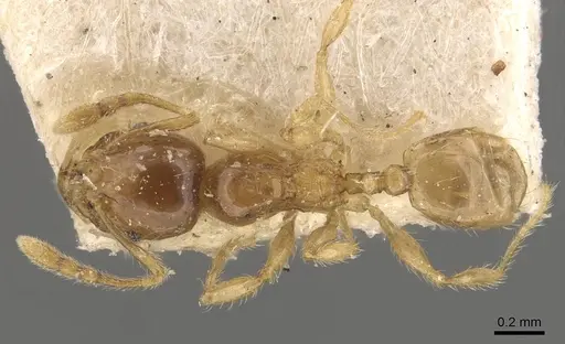 Pheidole tysoni specimen CASENT0908243 image casent0908243_1