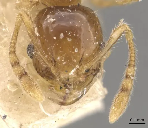 Pheidole tysoni specimen CASENT0908243 image casent0908243_2