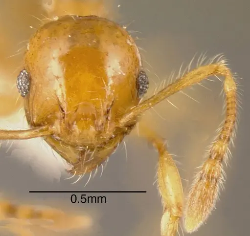 Pheidole ulothrix specimen CASENT0635538 image casent0635538_1