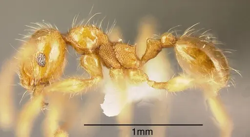 Pheidole ulothrix specimen CASENT0635538 image casent0635538_2