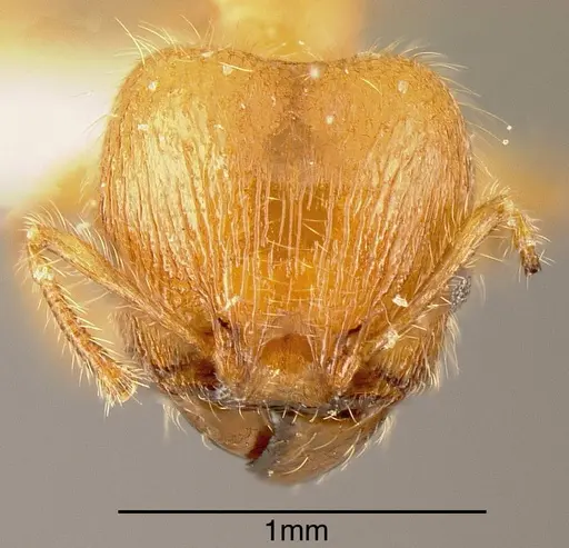 Pheidole ulothrix specimen INBIOCRI002279936 image inbiocri002279936_1