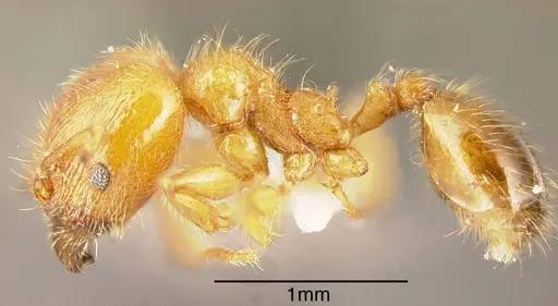 Pheidole ulothrix specimen INBIOCRI002279936 image inbiocri002279936_2