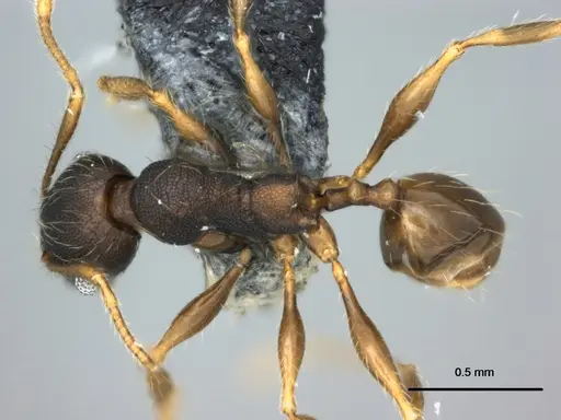 Pheidole ululevu specimen CASENT0183387 image casent0183387_1