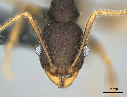 Pheidole ululevu specimen CASENT0183387 image casent0183387_2