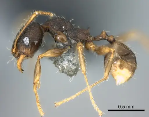 Pheidole ululevu specimen CASENT0183387 image casent0183387_3
