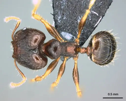 Pheidole ululevu specimen CASENT0183927 image casent0183927_1