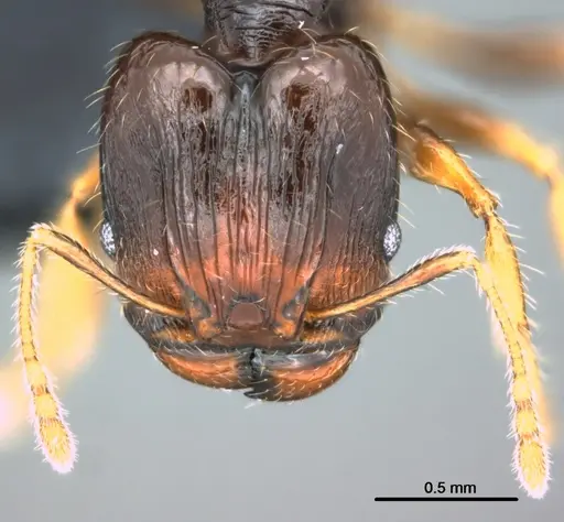 Pheidole ululevu specimen CASENT0183927 image casent0183927_2