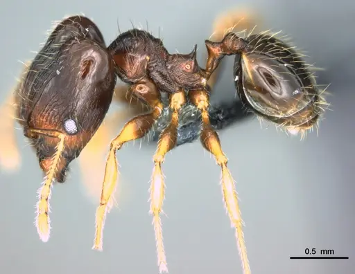 Pheidole ululevu specimen CASENT0183927 image casent0183927_3