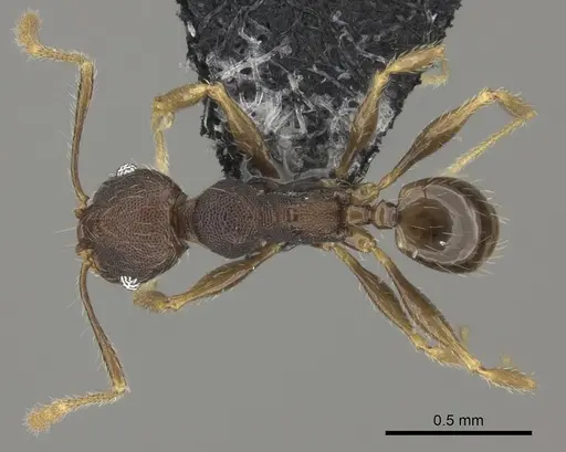 Pheidole ululevu specimen CASENT0184114 image casent0184114_1