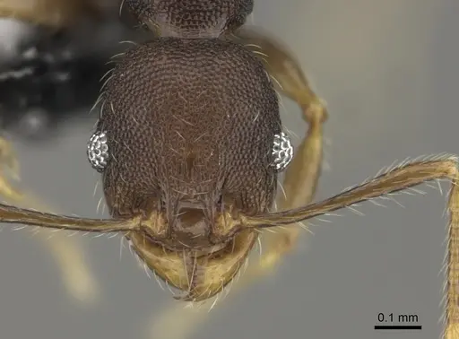 Pheidole ululevu specimen CASENT0184114 image casent0184114_2