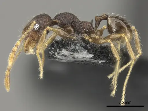 Pheidole ululevu specimen CASENT0184114 image casent0184114_3