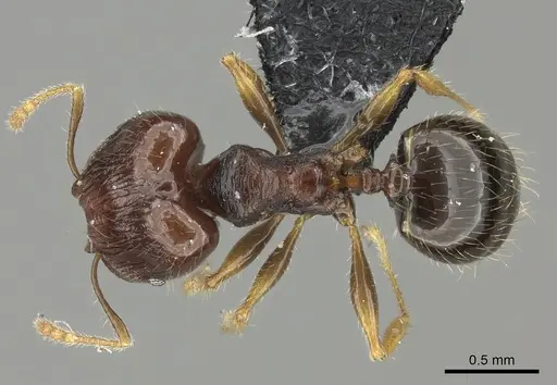 Pheidole ululevu specimen CASENT0184180 image casent0184180_1