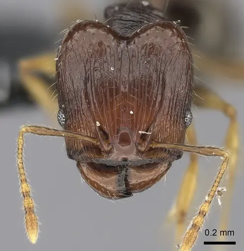 Pheidole ululevu specimen CASENT0184180 image casent0184180_2