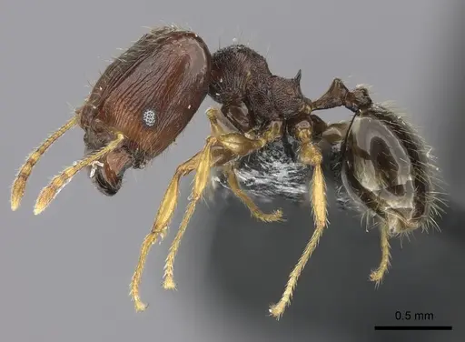 Pheidole ululevu specimen CASENT0184180 image casent0184180_3
