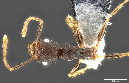 Pheidole ululevu specimen CASENT0283818 image casent0283818_1