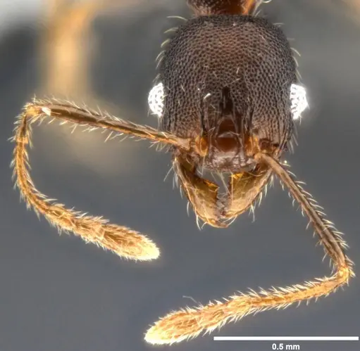 Pheidole ululevu specimen CASENT0283818 image casent0283818_2