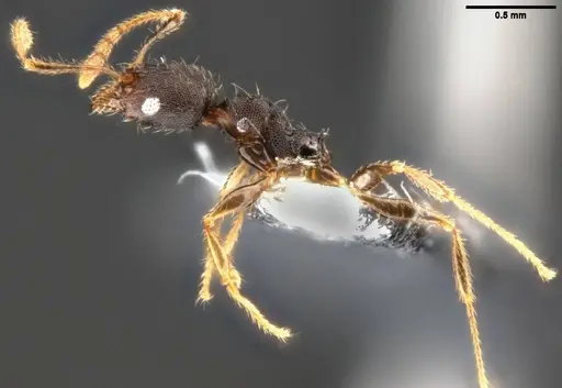Pheidole ululevu specimen CASENT0283818 image casent0283818_3
