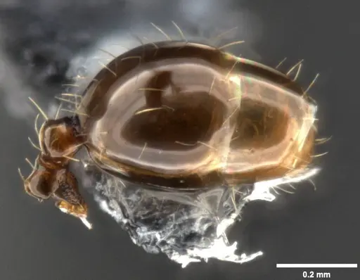 Pheidole ululevu specimen CASENT0283818 image casent0283818_4