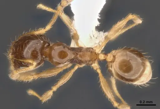 Pheidole umbonata specimen ANTWEB1008106 image antweb1008106_1