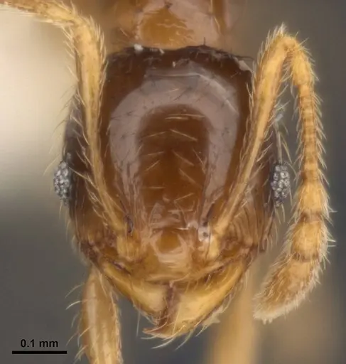 Pheidole umbonata specimen ANTWEB1008106 image antweb1008106_2