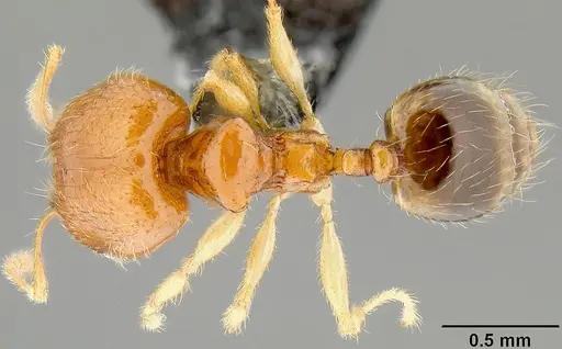 Pheidole umbonata specimen CASENT0171135 image casent0171135_1