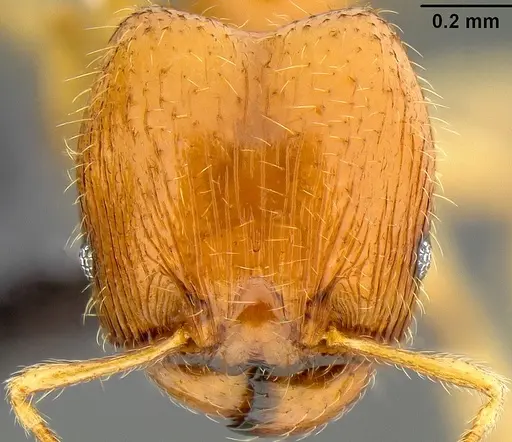 Pheidole umbonata specimen CASENT0171135 image casent0171135_2